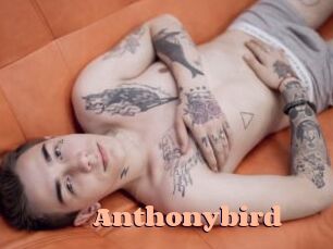Anthonybird