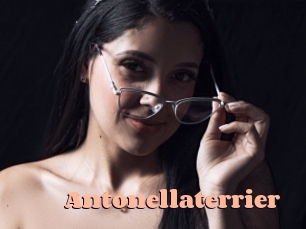 Antonellaterrier