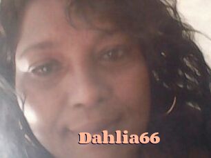 Dahlia66