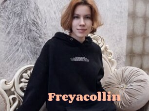 freyacollin Chatte Rasée