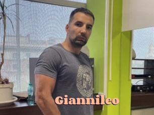 giannileo Chatte Rasée