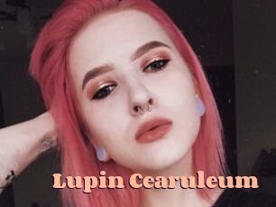 Lupin_Cearuleum