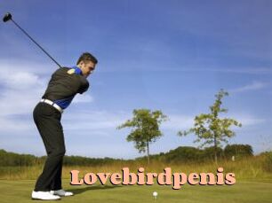 Lovebirdpenis