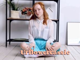 Urflowercassie